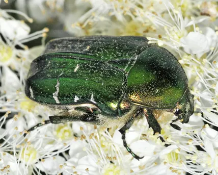 キンイロハナムグリ (Cetonia aurata) - Picture Insect