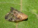 Scolypopa australis