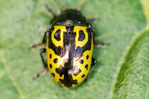 Zygogramma signatipennis (Zygogramma signatipennis) - Picture Insect