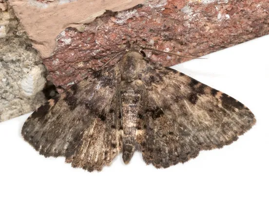 Four-spotted fungus moth