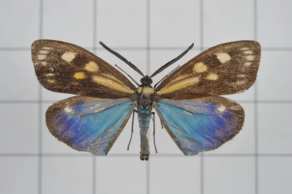 Soritia azurea