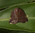 斑點廣翅蠟蟬