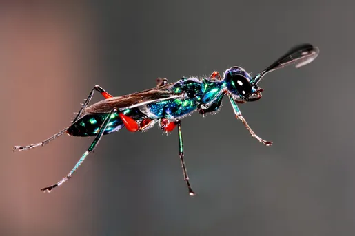 エメラルドゴキブリバチ（エメラルド蜚蠊蜂） (Ampulex compressa