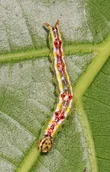 Polilla oruga variable