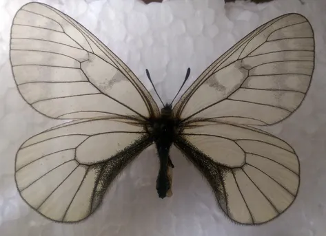 ヒメウスバシロチョウ (Parnassius stubbendorfii) - Picture Insect
