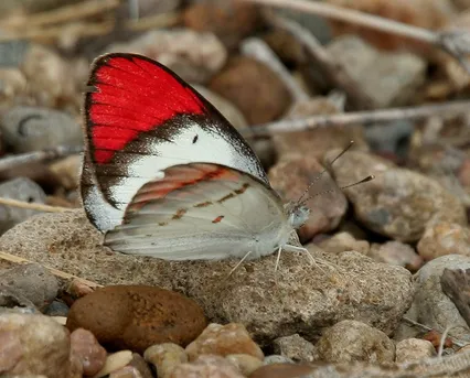 ダナエツマアカシロチョウ (Colotis danae) - Picture Insect
