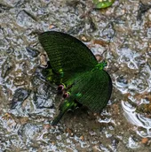ルリモンアゲハ (Papilio paris) - Picture Insect