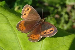 クモマベニヒカゲ（雲間紅日陰） (Erebia ligea) - Picture Insect