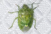 Juniper stink bug