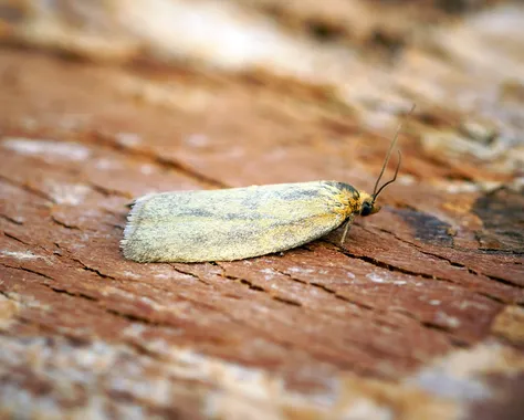 Timothy tortrix moth