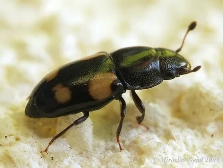 キタオニケシキスイ (Glischrochilus quadrisignatus) - Picture Insect