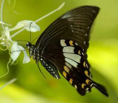 タイワンモンキアゲハ (Papilio nephelus) - Picture Insect