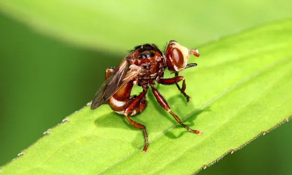 Harmful Effects of Ferruginous bee-grabber