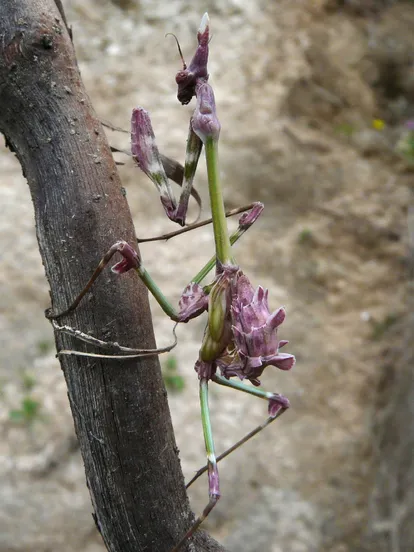 Stick-mimic mantis
