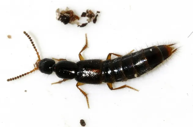 Gabrius splendidulus