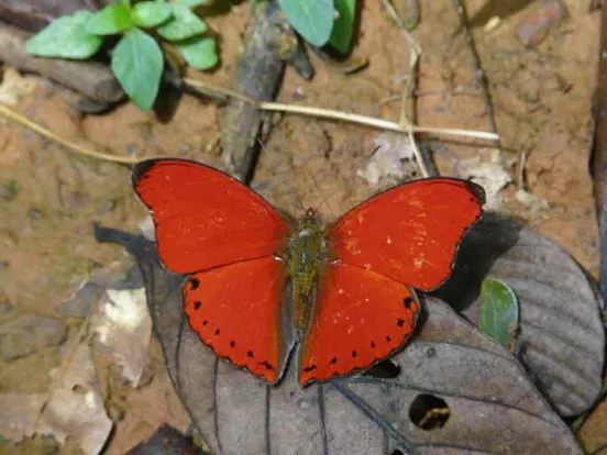 Blood-red glider