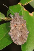 Four-humped stink bug