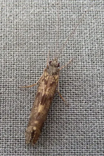 Mystacides longicornis
