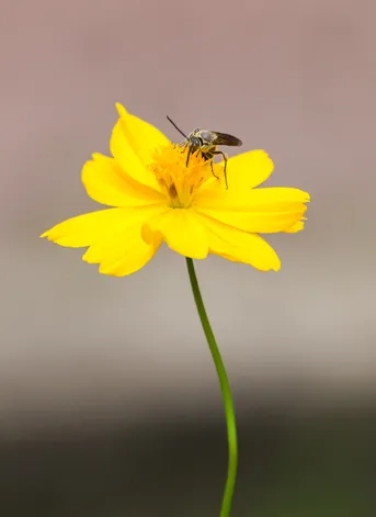 Chlorion lobatum (Chlorion lobatum) - Picture Insect