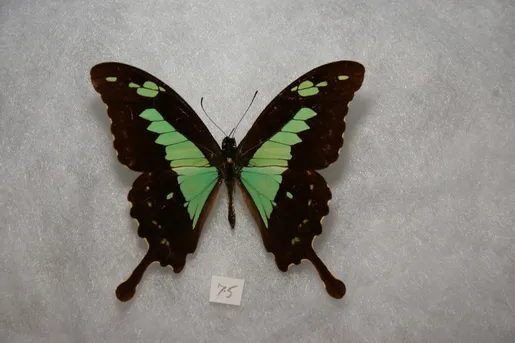 フォルカスミドリアゲハ (Papilio phorcas) - Picture Insect