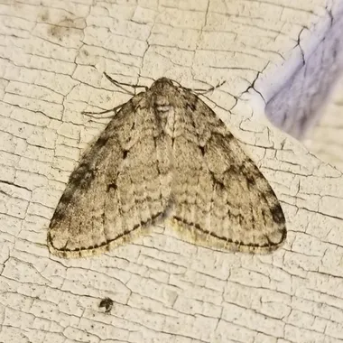 Autumnal moth