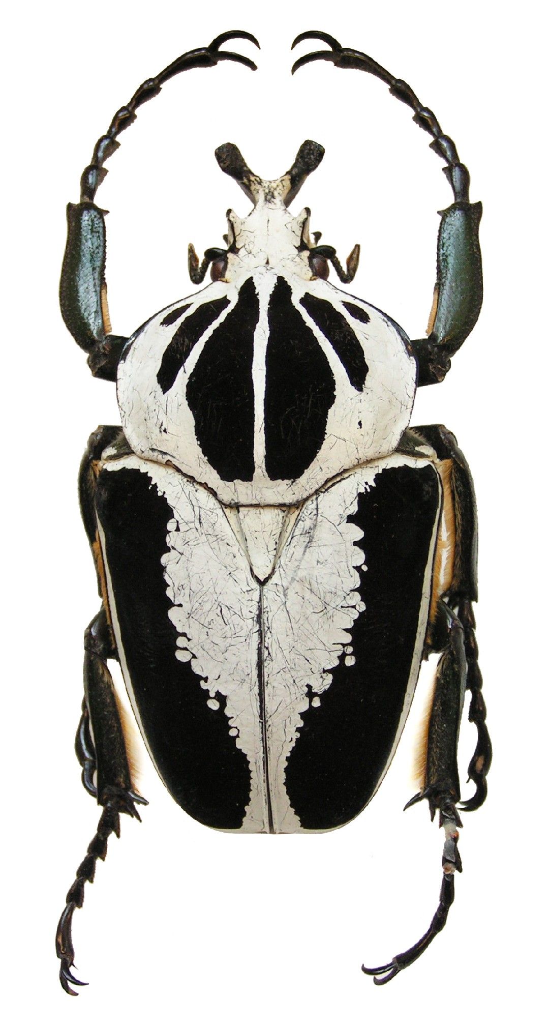 ゴライアスオオツノハナムグリ カメルーン産 ゴライヤスオオツノ
