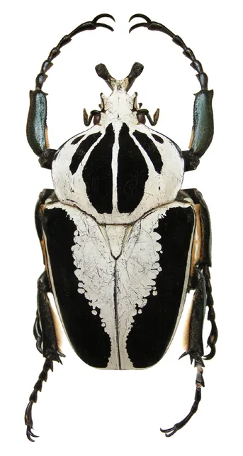 オオサマオオツノハナムグリ (Goliathus regius) - Picture Insect