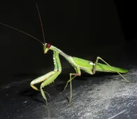 洋書　MANTODEA カマキリ アフリカンマンティス (Sphodromantis viridis) - Picture Insect