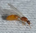 Thief ant