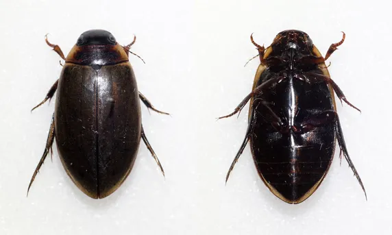 エゾヒラタヒメゲンゴロウ 3匹 北海道生物図鑑「エゾヒラタヒメ