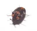 Buffalo carpet beetle