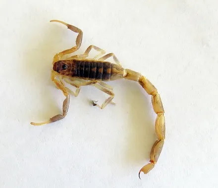 Highveld lesser-thicktail scorpion
