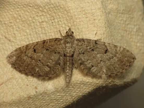 Eupithecia intricata
