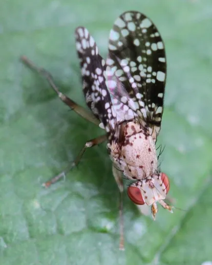 Trypetoptera punctulata