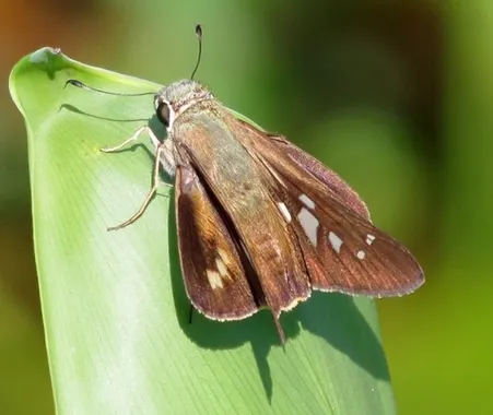 Hespérie brésilienne