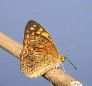 ヒメウラベニヒョウモン (Phalanta alcippe) - Picture Insect