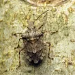 Rough stink bug