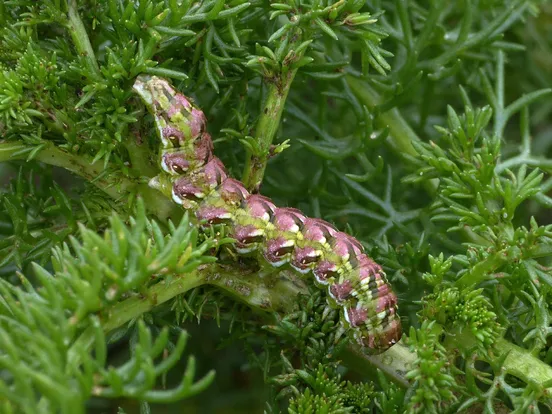 Cucullia chamomillae
