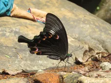 ルリモンアゲハ (Papilio paris) - Picture Insect