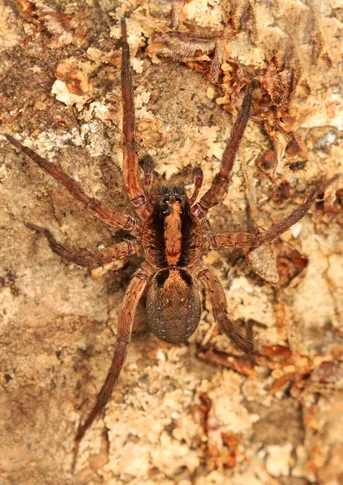 Drumming sword wolf spider (Gladicosa gulosa) - Picture Insect