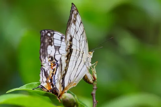 イシガケチョウ（石崖蝶） (Cyrestis thyodamas) - Picture Insect