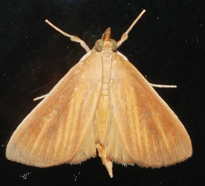 Streaked orange moth
