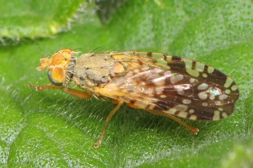 Sunflower seed maggot