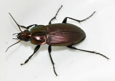 キンナガゴミムシ (Poecilus versicolor) - Picture Insect