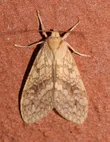 Lophocampa annulosa