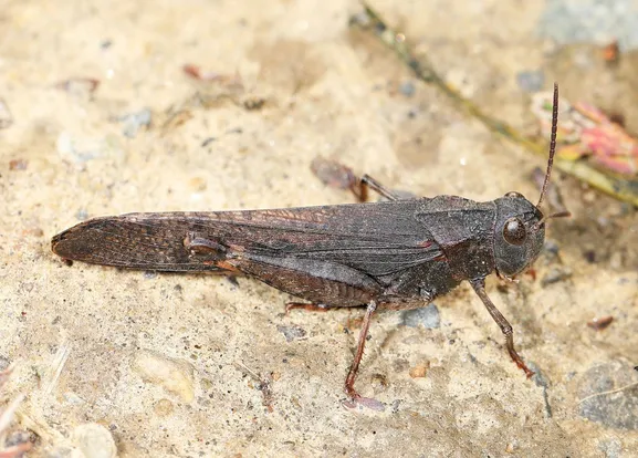 Arphia pseudonietana