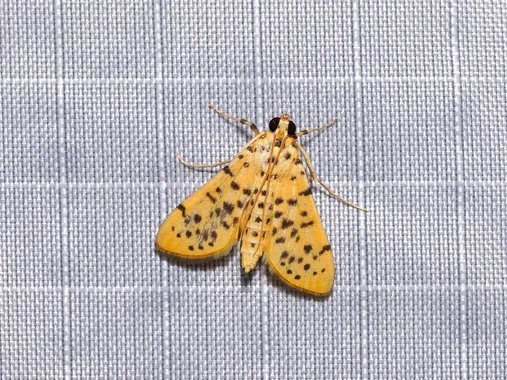 Conogethes punctiferalis