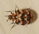 Varied carpet beetle