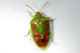 Green Burgundy Stink Bug