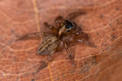 Crimean banner-legged jumping spider (Saitis tauricus) - Picture